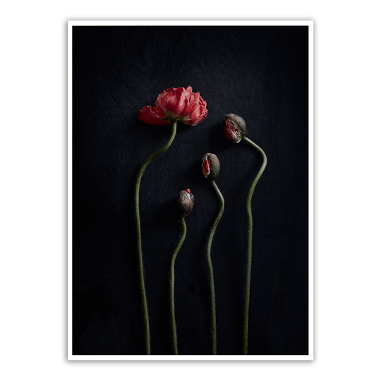 Still Life 02