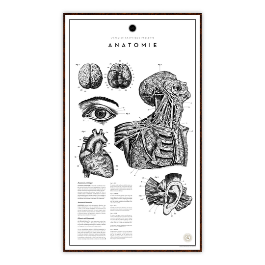 Anatomie No.2